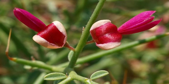 عرق گیاهی لاغری