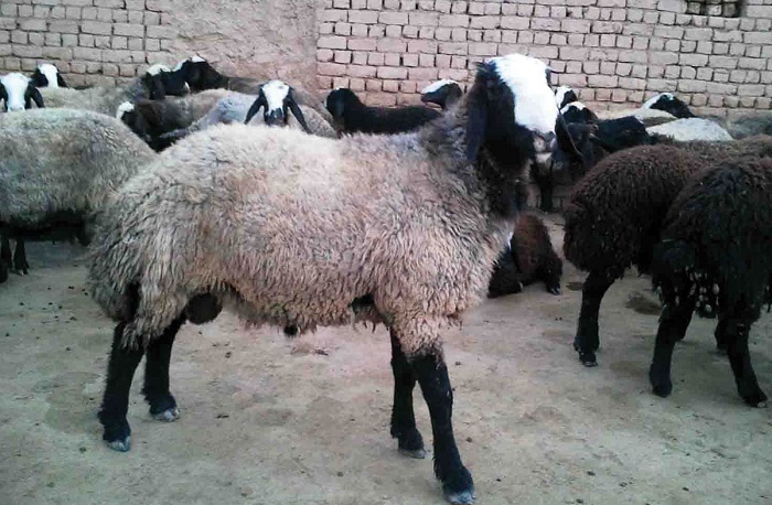 پرورش گوسفند و بز و آينده آن در كشور ایران